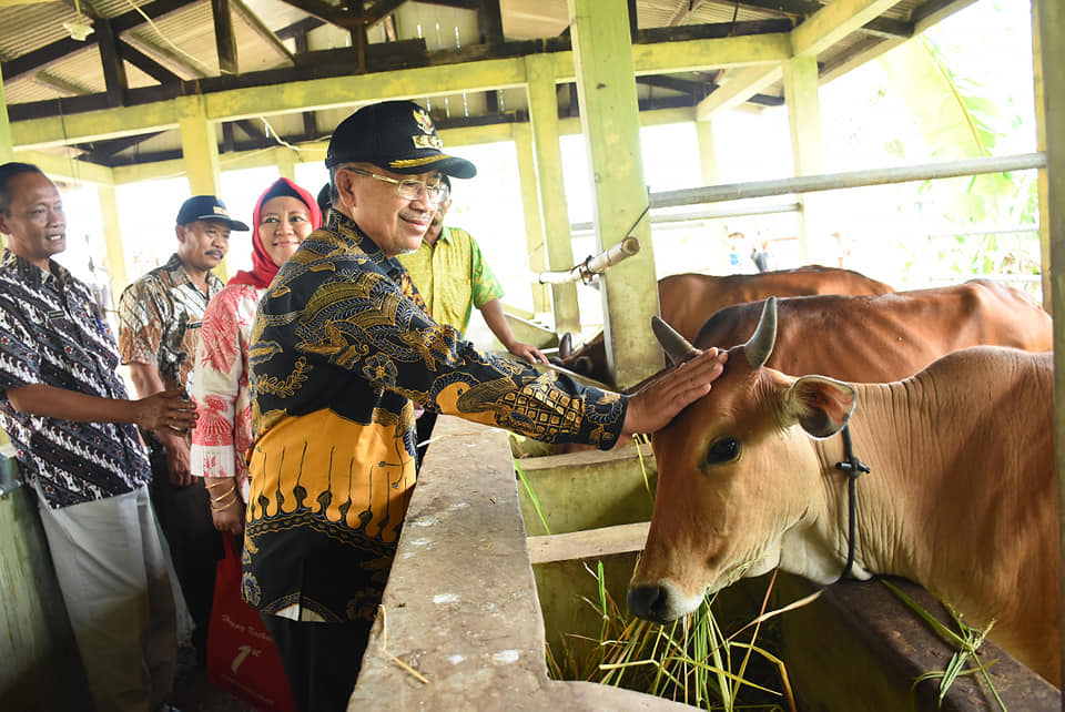  Bupati Herman Tinjau Pengembangan Ternak Ruminansia Cianjur di Kecamatan Agrabinta