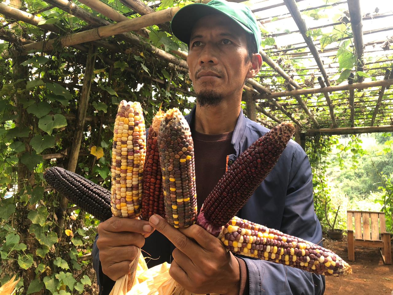  Jagung Pelangi Cianjur, Wisata Edukasi Pertanian