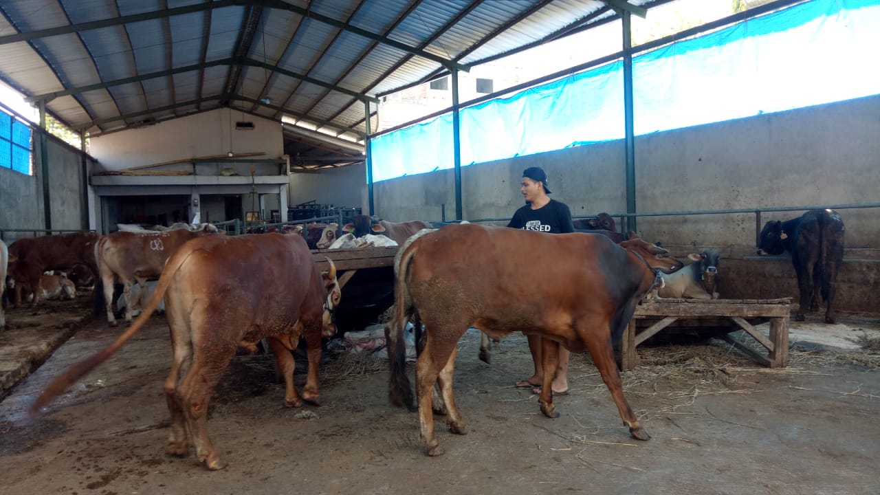  Jelang Idul Adha Penjualan Hewan Kurban di Cianjur Merosot hingga 30 Persen